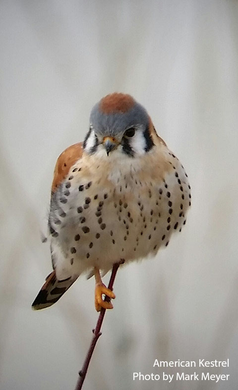 kestrel