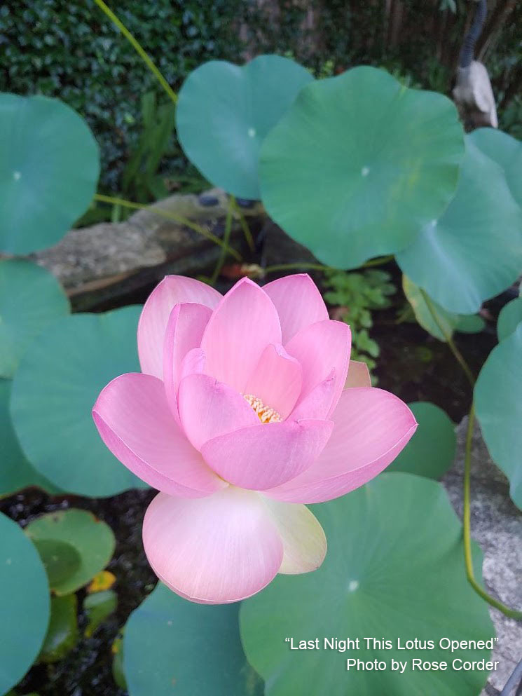 lotus